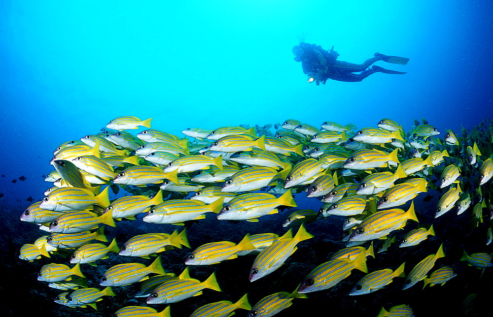 Schooling fivelined snapper and scuba diver, Lutjanus quinquelineatus, Maldives Island, Indian Ocean, Ari Atol