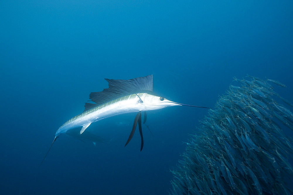 Sailfish (Istiophorus albicans) hunting sardines, Isla Mujeres, Yucatan Peninsula, Caribbean Sea, Mexico, North America