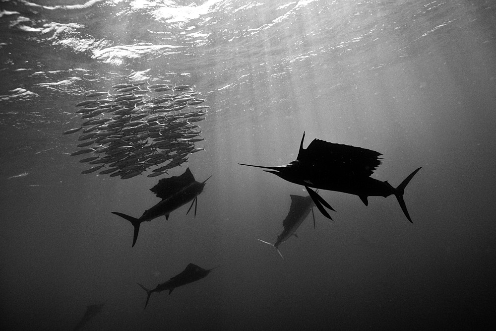 Atlantic sailfish (Istiophorus albicans), Isla Mujeres, Yucatan Peninsula, Caribbean Sea, Mexico, North America