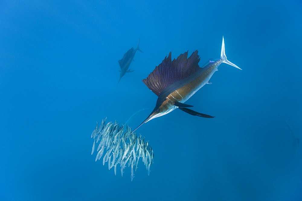 Atlantic sailfish (Istiophorus albicans) hunting sardines, Isla Mujeres, Yucatan Peninsula, Caribbean Sea, Mexico, North America