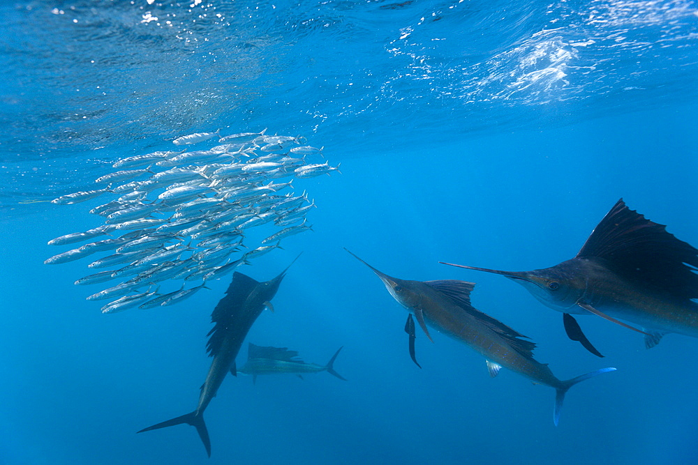 Atlantic sailfish (Istiophorus albicans), Isla Mujeres, Yucatan Peninsula, Caribbean Sea, Mexico, North America