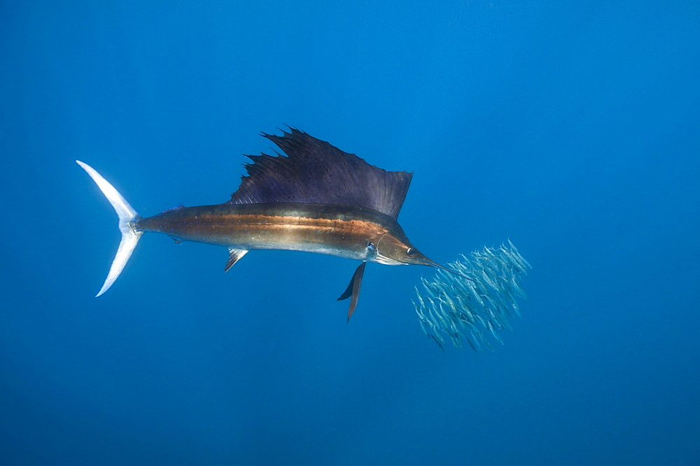 Atlantic sailfish (Istiophorus albicans), Isla Mujeres, Yucatan Peninsula, Caribbean Sea, Mexico, North America