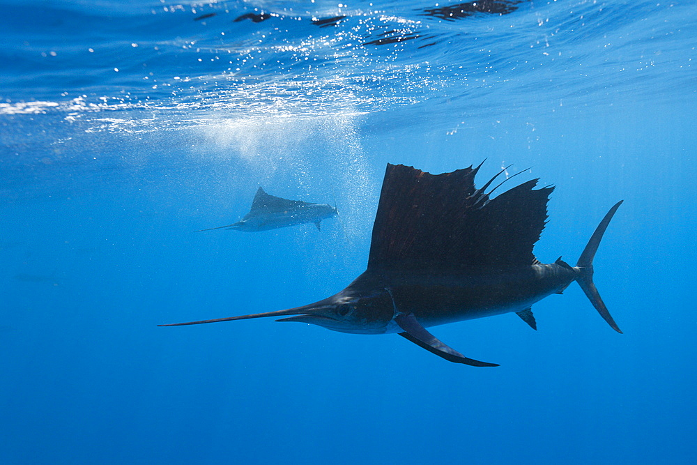 Atlantic sailfish (Istiophorus albicans), Isla Mujeres, Yucatan Peninsula, Caribbean Sea, Mexico, North America