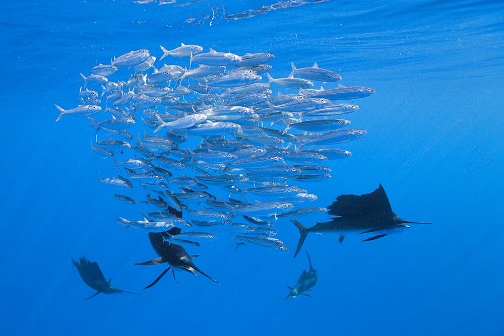 Atlantic sailfish (Istiophorus albicans) hunting sardines, Isla Mujeres, Yucatan Peninsula, Caribbean Sea, Mexico, North America