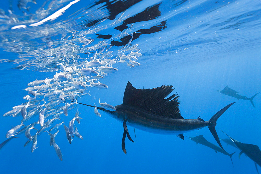 Atlantic sailfish (Istiophorus albicans) hunting sardines, Isla Mujeres, Yucatan Peninsula, Caribbean Sea, Mexico, North America