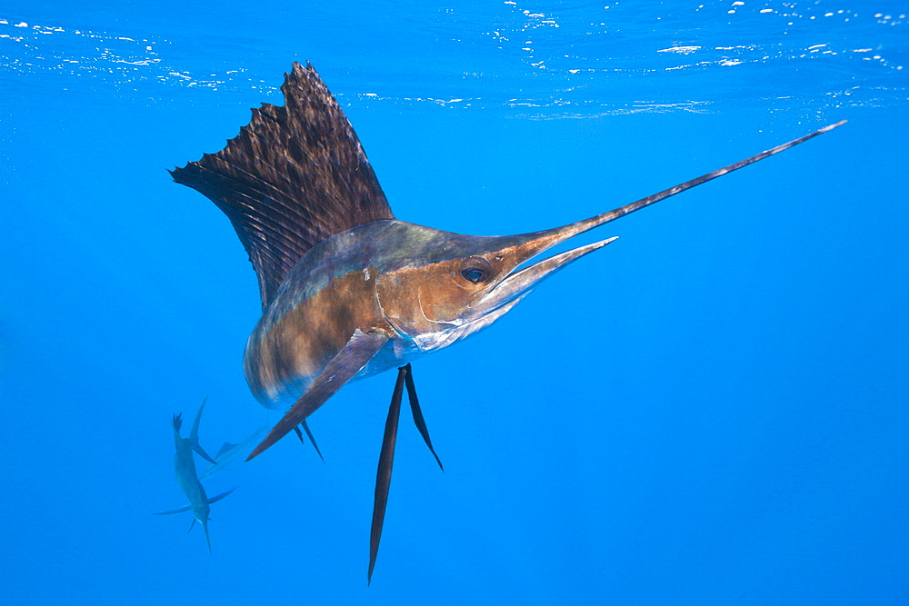 Atlantic sailfish (Istiophorus albicans), Isla Mujeres, Yucatan Peninsula, Caribbean Sea, Mexico, North America