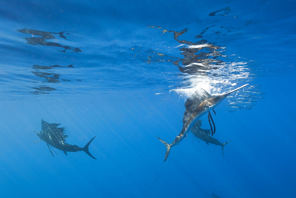 Atlantic sailfish (Istiophorus albicans) hunting sardines, Isla Mujeres, Yucatan Peninsula, Caribbean Sea, Mexico, North America