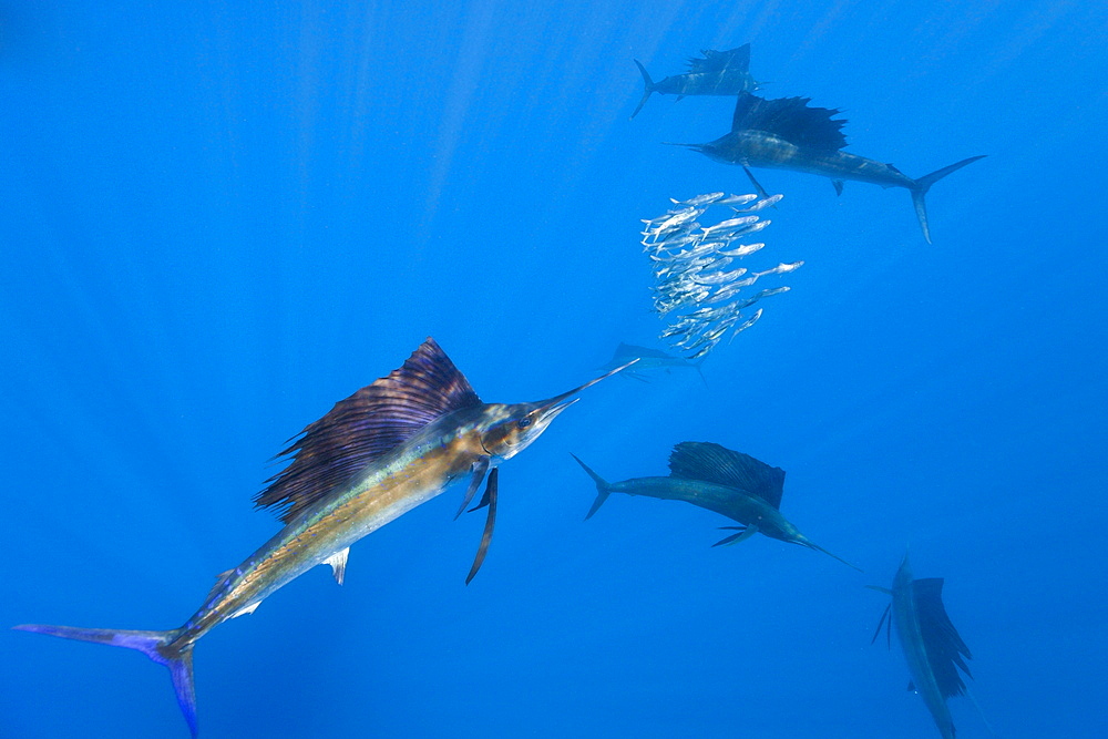 Atlantic sailfish (Istiophorus albicans) hunting sardines, Isla Mujeres, Yucatan Peninsula, Caribbean Sea, Mexico, North America