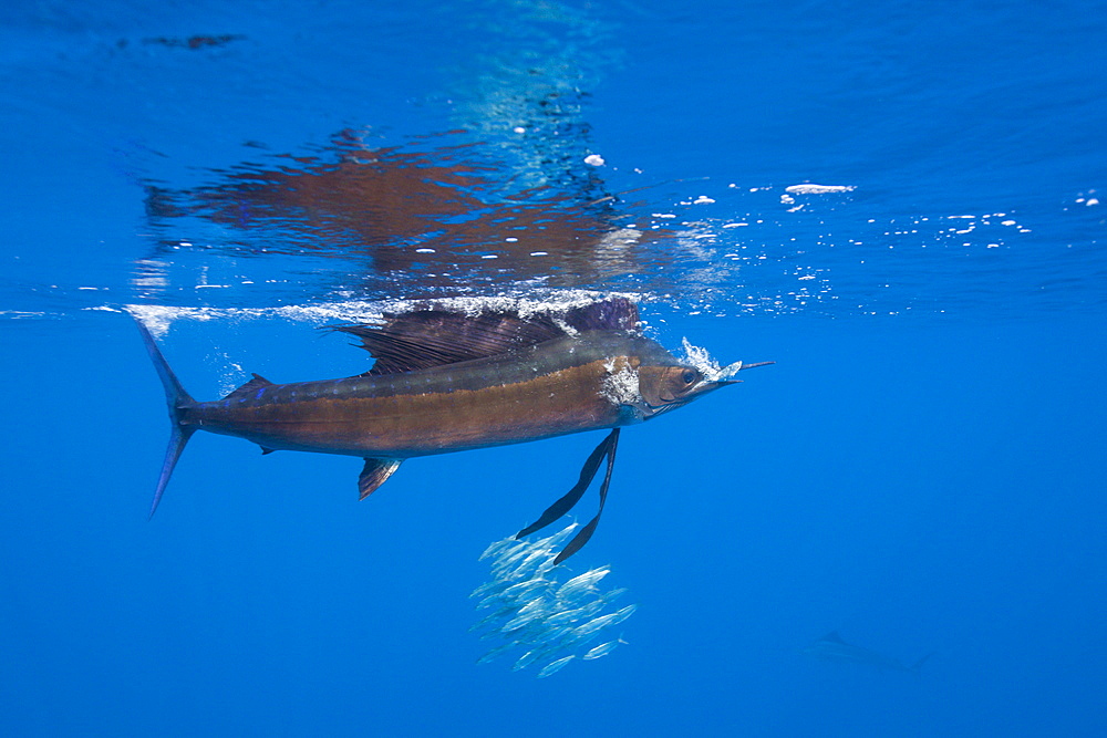 Atlantic sailfish (Istiophorus albicans) hunting sardines, Isla Mujeres, Yucatan Peninsula, Caribbean Sea, Mexico, North America