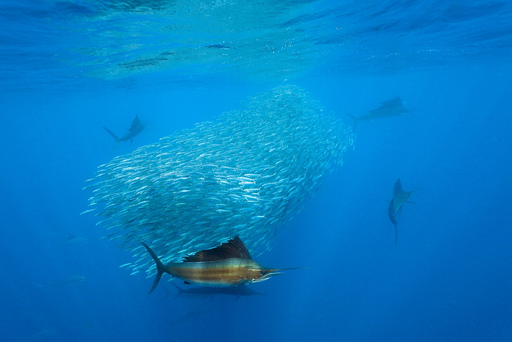 Atlantic sailfish (Istiophorus albicans) hunting sardines, Isla Mujeres, Yucatan Peninsula, Caribbean Sea, Mexico, North America