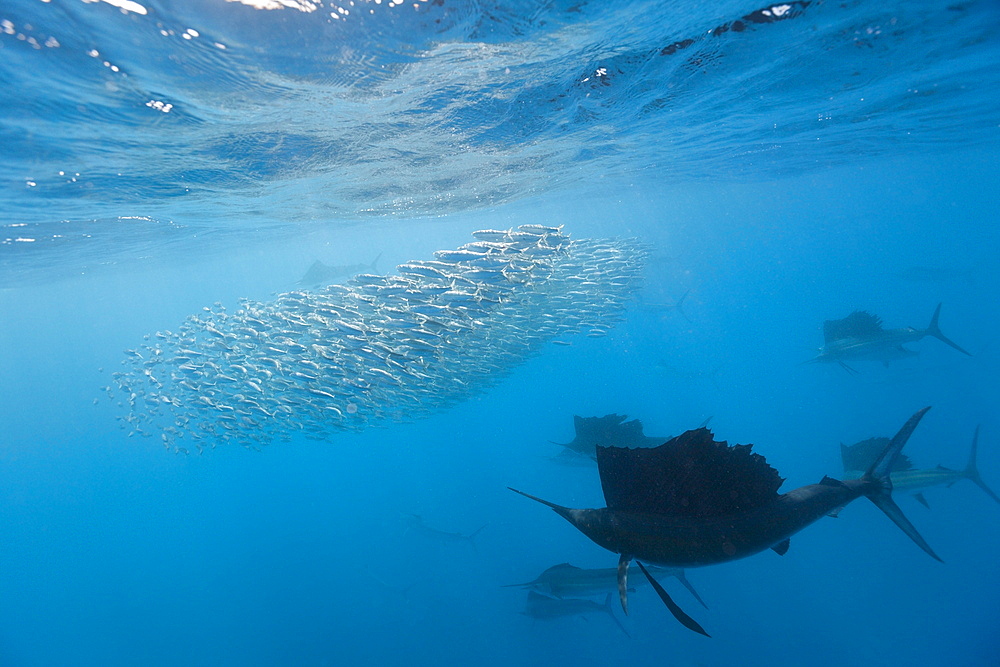 Atlantic sailfish (Istiophorus albicans) hunting sardines, Isla Mujeres, Yucatan Peninsula, Caribbean Sea, Mexico, North America