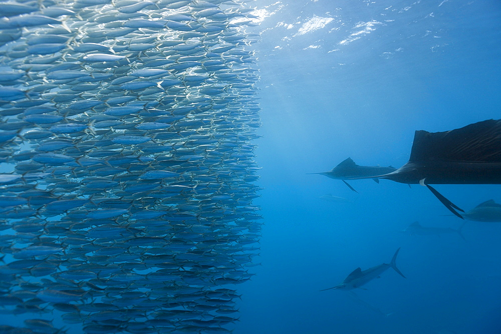 Atlantic sailfish (Istiophorus albicans) hunting sardines, Isla Mujeres, Yucatan Peninsula, Caribbean Sea, Mexico, North America