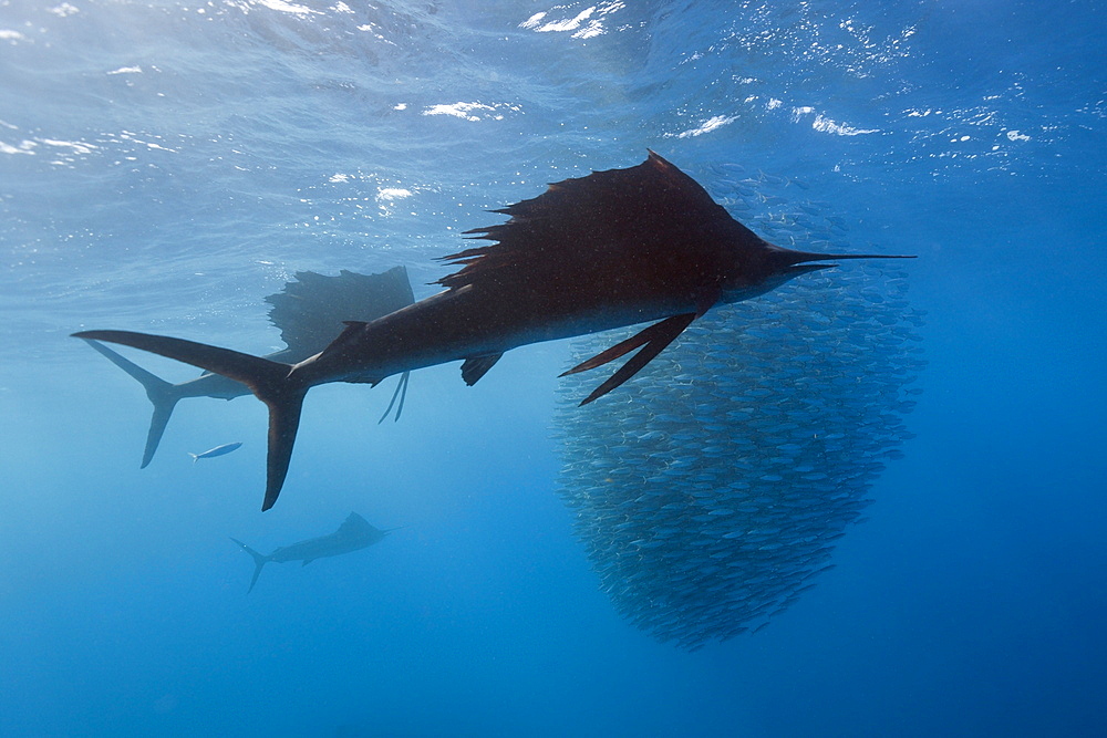 Atlantic sailfish (Istiophorus albicans) hunting sardines, Isla Mujeres, Yucatan Peninsula, Caribbean Sea, Mexico, North America