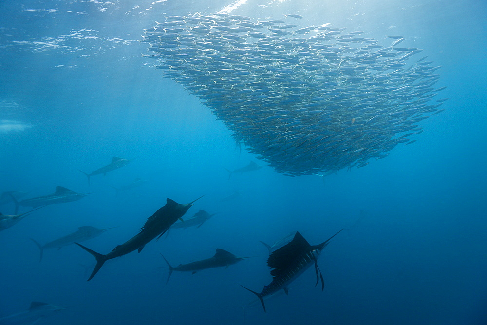 Atlantic sailfish (Istiophorus albicans) hunting sardines, Isla Mujeres, Yucatan Peninsula, Caribbean Sea, Mexico, North America