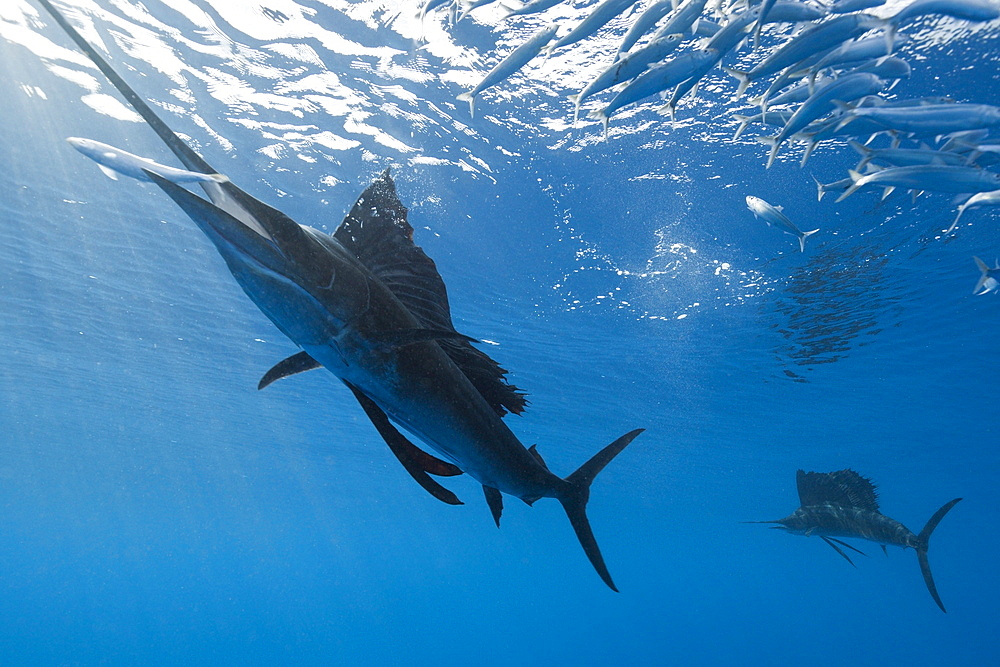 Atlantic sailfish (Istiophorus albicans) hunting sardines, Isla Mujeres, Yucatan Peninsula, Caribbean Sea, Mexico, North America