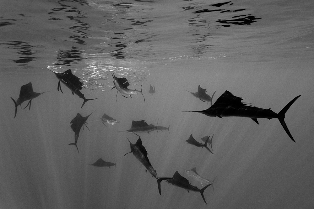 Atlantic sailfish (Istiophorus albicans), Isla Mujeres, Yucatan Peninsula, Caribbean Sea, Mexico, North America