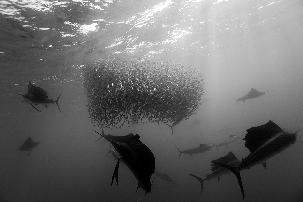 Atlantic sailfish (Istiophorus albicans) hunting sardines, Isla Mujeres, Yucatan Peninsula, Caribbean Sea, Mexico, North America