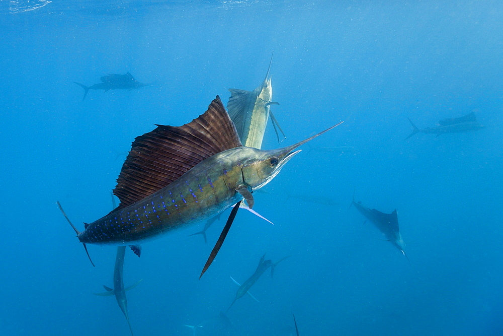 Atlantic sailfish (Istiophorus albicans), Isla Mujeres, Yucatan Peninsula, Caribbean Sea, Mexico, North America