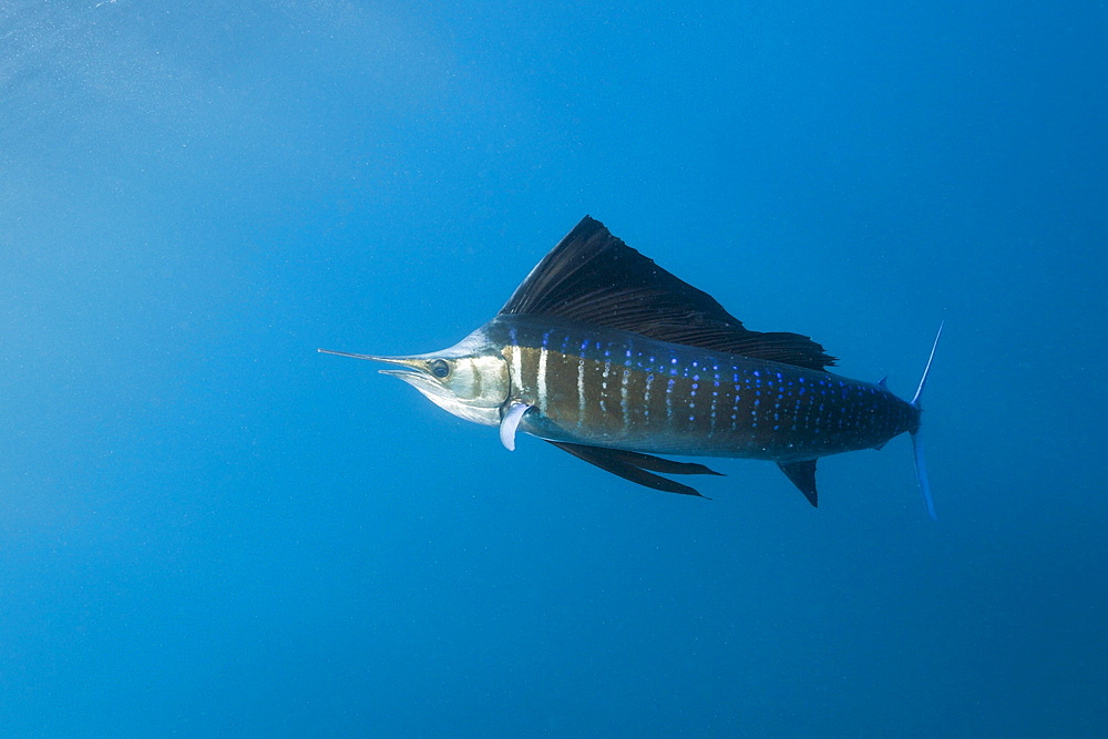 Atlantic sailfish (Istiophorus albicans), Isla Mujeres, Yucatan Peninsula, Caribbean Sea, Mexico, North America