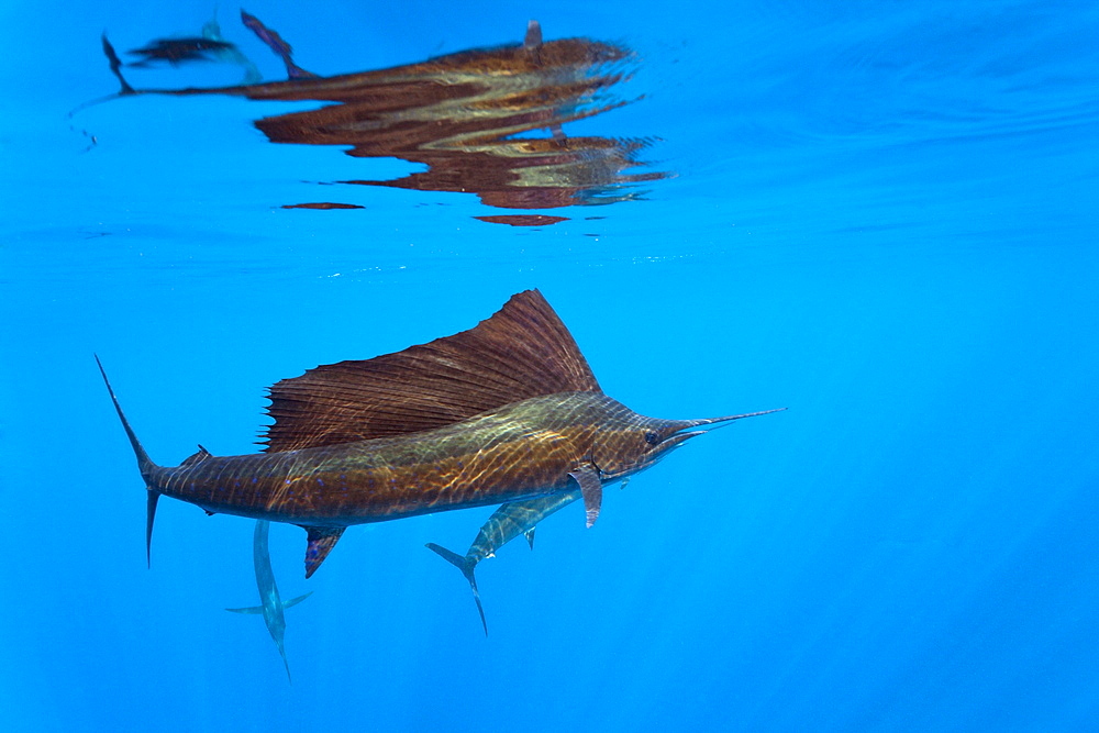 Atlantic sailfish (Istiophorus albicans), Islamorada, Florida Keys, Florida, United States of America, North America