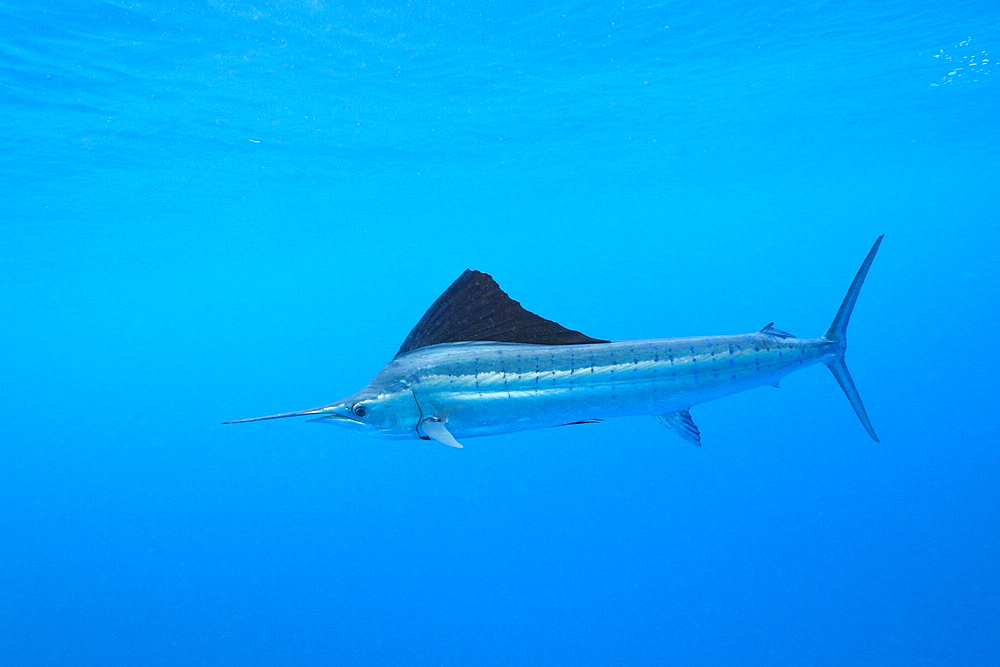 Atlantic sailfish (Istiophorus albicans), Islamorada, Florida Keys, Florida, United States of America, North America