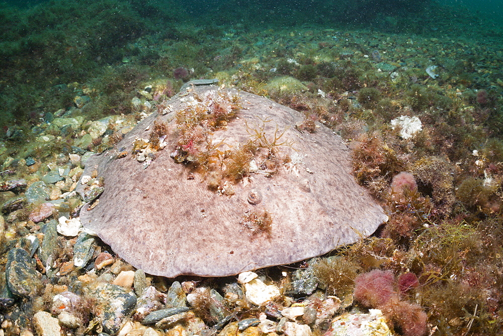 Marbled Torpedo Ray (Torpedo marmorata), Cap de Creus, Costa Brava, Spain, Mediterranean, Europe