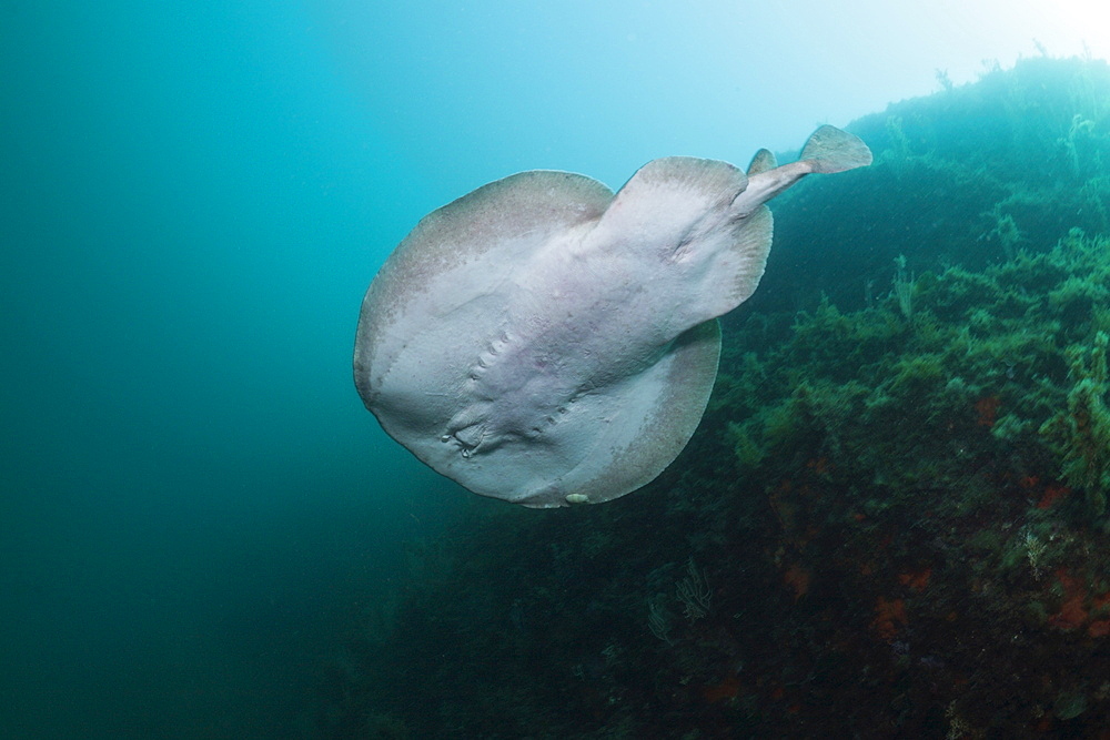 Marbled Torpedo Ray (Torpedo marmorata), Cap de Creus, Costa Brava, Spain, Mediterranean, Europe