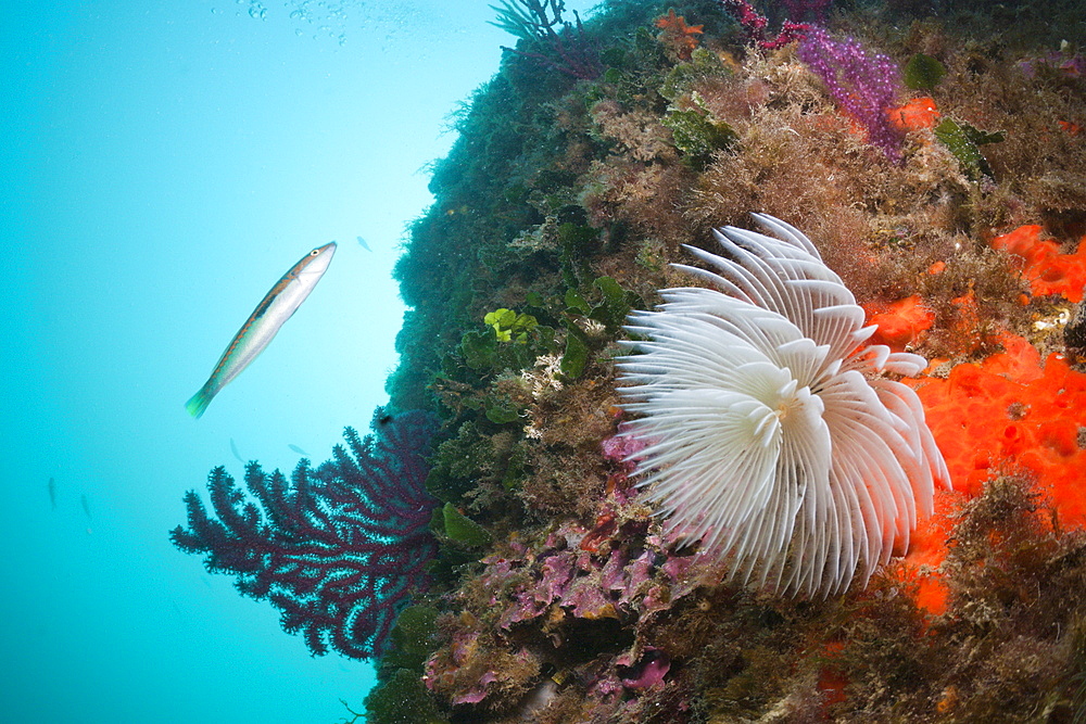 Spiral tube worm (Spirographis spallanzani), in coral reef, Cap de Creus, Costa Brava, Spain, Mediterranean, Europe