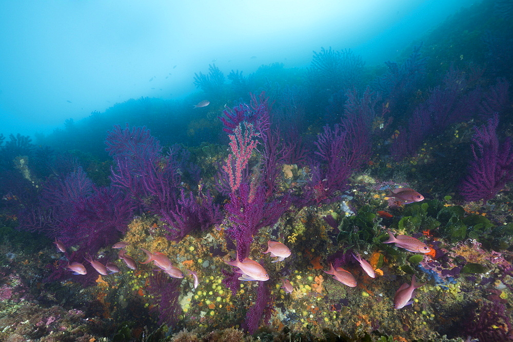 Reef with variable Gorgonians (Paramuricea clavata), Cap de Creus, Costa Brava, Spain, Mediterranean, Europe