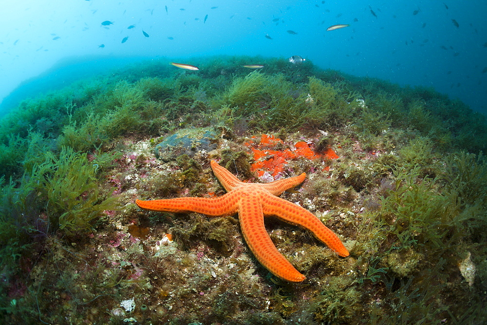 Red Starfish (Echinaster sepositus) on coral reef, Cap de Creus, Costa Brava, Spain, Mediterranean, Europe