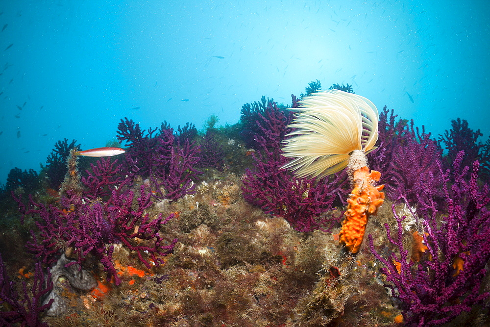 Spiral tube worm (Spirographis spallanzani), in coral reef, Cap de Creus, Costa Brava, Spain, Mediterranean, Europe