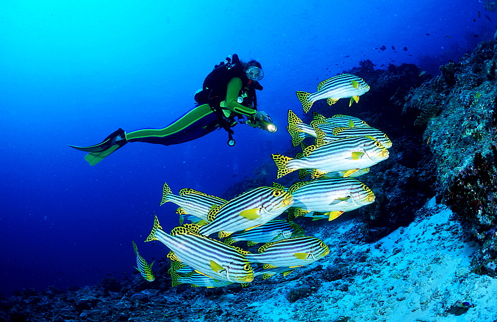 Oriental sweetlips and scuba diver, Plectorhinchus vittatus, Maldives Island, Indian Ocean, Ari Atol