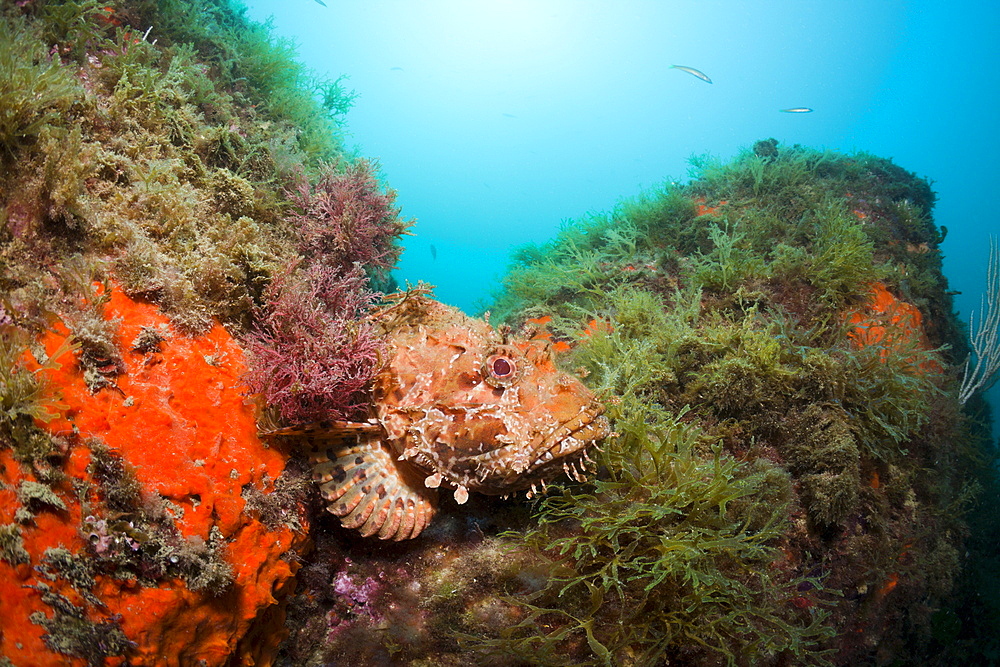 Great Rockfish (Scorpaena scrofa), Cap de Creus, Costa Brava, Spain, Mediterranean, Europe