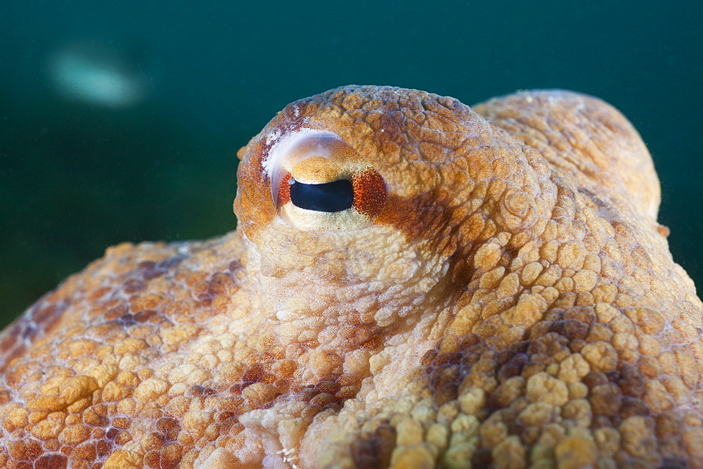 Eye of common octopus (Octopus vulgaris), Cap de Creus, Costa Brava, Spain, Mediterranean, Europe