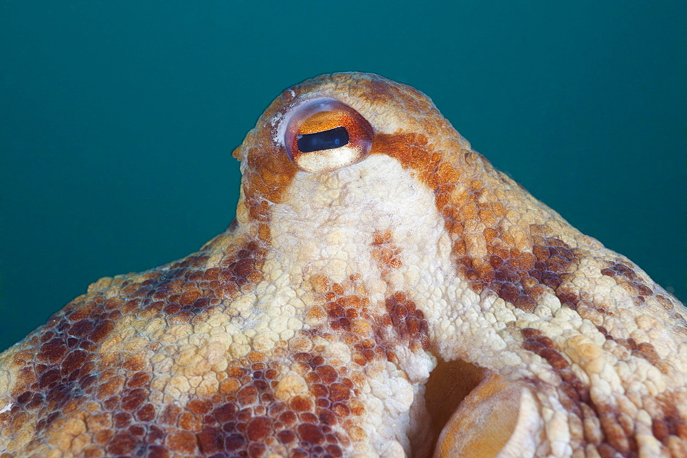 Eye of common octopus (Octopus vulgaris), Cap de Creus, Costa Brava, Spain, Mediterranean, Europe