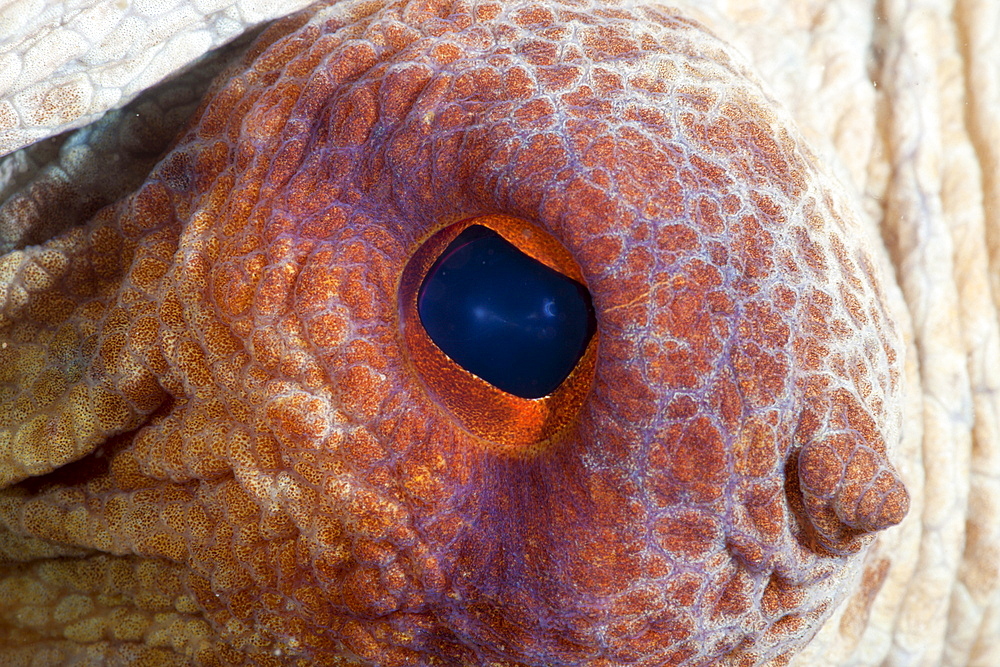 Eye of common octopus (Octopus vulgaris), Cap de Creus, Costa Brava, Spain, Mediterranean, Europe