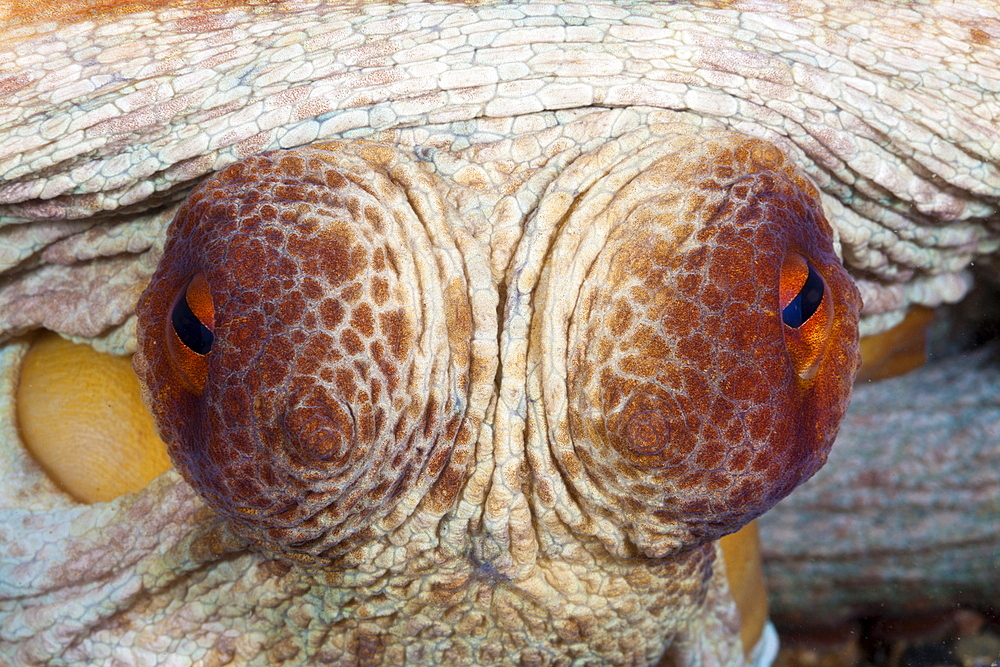 Eyes of common octopus (Octopus vulgaris), Cap de Creus, Costa Brava, Spain, Mediterranean, Europe