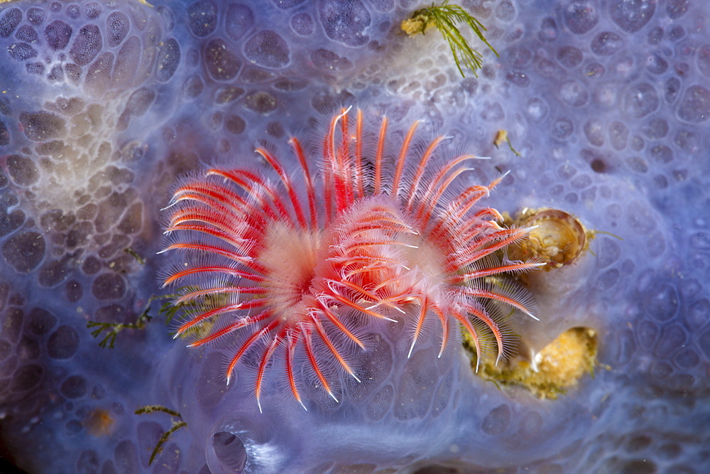 Red tube worm (Serpula vermicularis), Cap de Creus, Costa Brava, Spain, Mediterranean, Europe