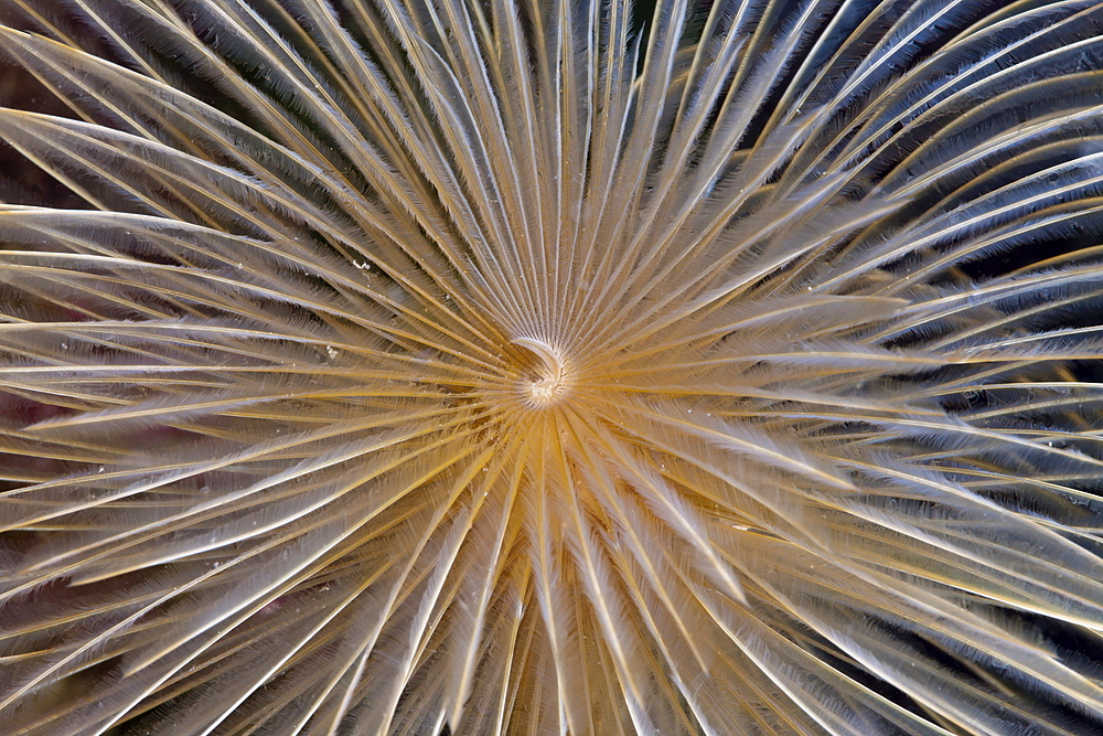 Tentacle of spiral tube worm (Spirographis spallanzani), Cap de Creus, Costa Brava, Spain, Mediterranean, Europe