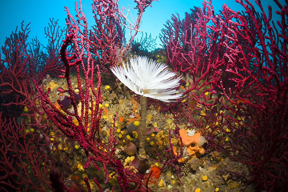 Spiral tube worm (Spirographis spallanzani) on coral reef, Cap de Creus, Costa Brava, Spain, Mediterranean, Europe