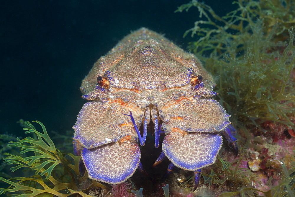 Greater locust lobster (Scyllarides latus), Cap de Creus, Costa Brava, Spain, Mediterranean, Europe