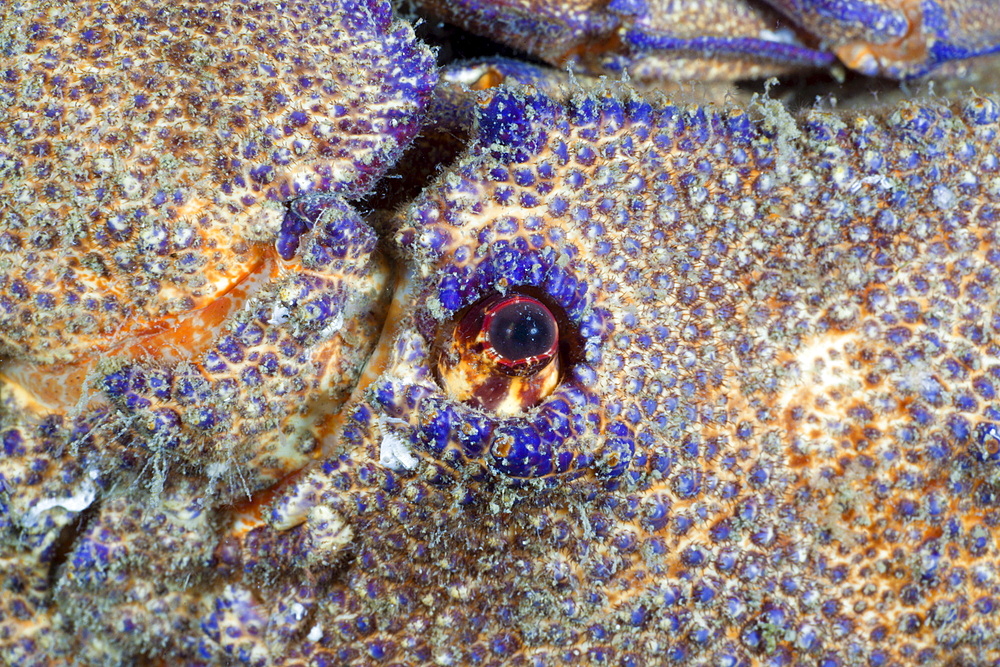 Eye of greater locust lobster (Scyllarides latus), Cap de Creus, Costa Brava, Spain, Mediterranean, Europe