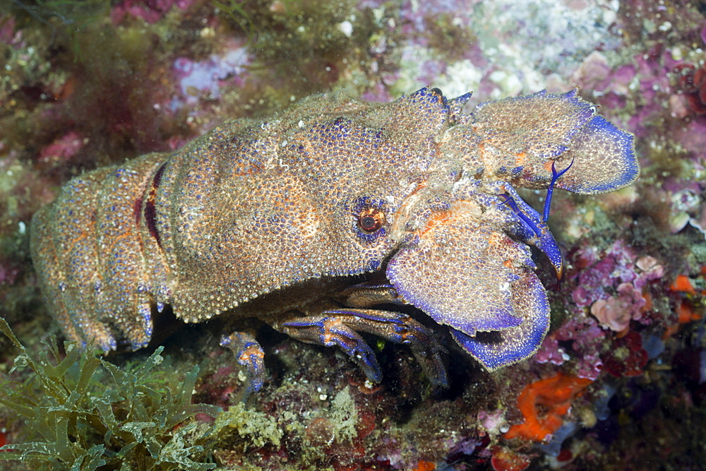 Greater locust lobster (Scyllarides latus), Cap de Creus, Costa Brava, Spain, Mediterranean, Europe