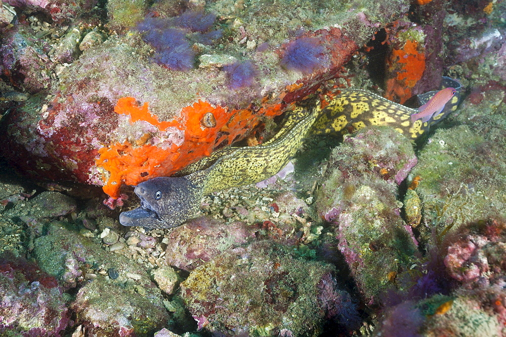 Mediterranean Moray Eel (Muraena helena), Cap de Creus, Costa Brava, Spain, Mediterranean, Europe