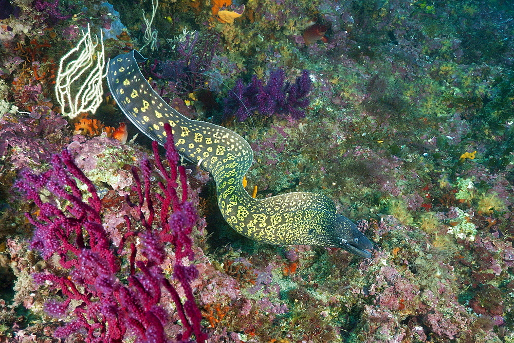 Mediterranean Moray Eel (Muraena helena), Cap de Creus, Costa Brava, Spain, Mediterranean, Europe