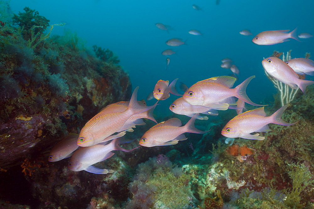 Shoal of Mediterranean Fairy Basslet (Anthias anthias), Cap de Creus, Costa Brava, Spain, Mediterranean, Europe