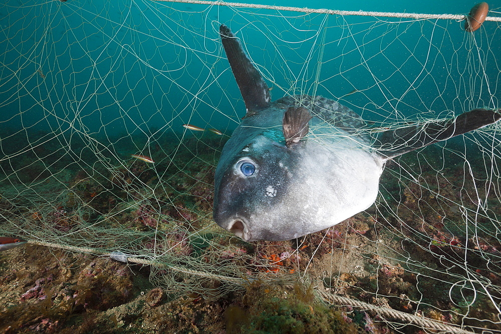 Sunfish (Mola mola), trapped in lost fishing net, Cap de Creus, Costa Brava, Spain, Mediterranean, Europe