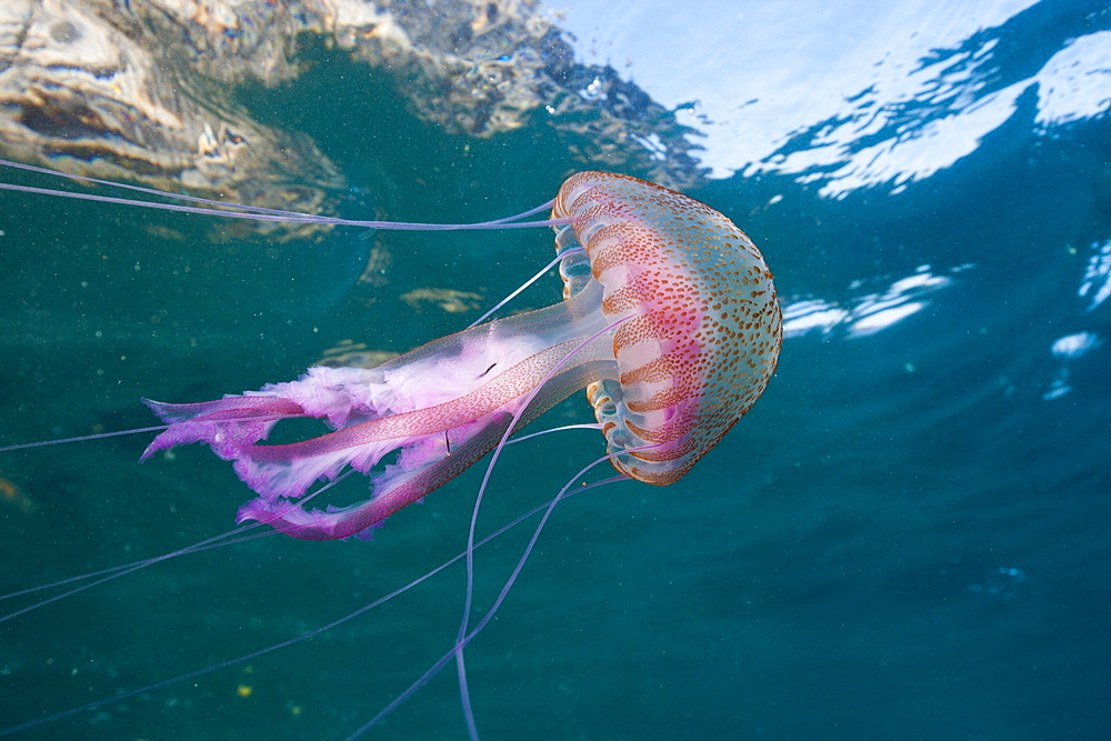 Mauve Stinger Jellyfish (Pelagia noctiluca), Cap de Creus, Costa Brava, Spain, Mediterranean, Europe