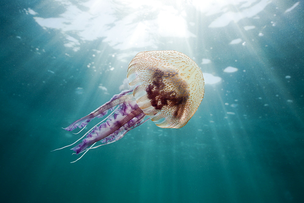 Mauve Stinger Jellyfish (Pelagia noctiluca), Cap de Creus, Costa Brava, Spain, Mediterranean, Europe