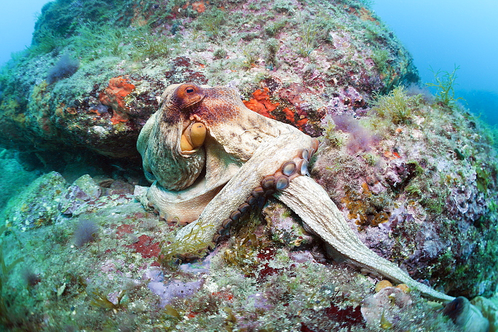 Common octopus (Octopus vulgaris) on reef, Cap de Creus, Costa Brava, Spain, Mediterranean, Europe